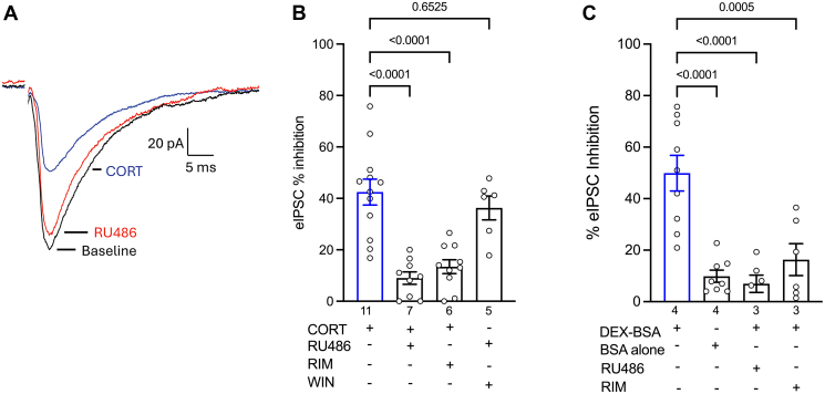 CORT-activated mbGRs indirectly inhibit GABA release via CB1R activation in vlPAG. (A) Representative eIPSC traces at baseline: NBQX, 5 μM (black); CORT, 1 μM (blue), and RU486, 3 μM (red). (B) Inhibition of eIPSCs by CORT (1 μM) is blocked by preincubation of aCSF solution containing RU486 (3 μM) and RIM (3 μM). The CB1R agonist WIN 55212-2 inhibits eIPSCs in the presence of RU486. One-way ANOVA F(3,33) = 17.44, P < .0001. Dunnett’s post hoc test (P values on graph). (C) Percentage inhibition of eIPSCs by DEX:BSA (1 μM) compared with BSA (1 μM) alone, and DEX-BSA in the presence of RU486 (3 μM) and RIM (3 μM). One-way ANOVA F(3,25) = 15.48, P < .0001. Dunnett’s post hoc test (P values on graph). Error bars represent the SEM, dots indicate individual recordings, and numbers represent the number of rats per experiment.