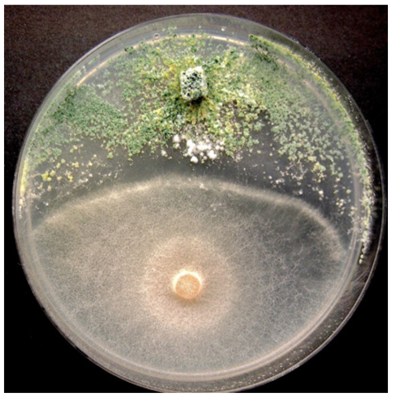 Growth of T. asperellum (top) is observed to stop the growth of Fusarium oxysporum (bottom) when both are placed on a Petri dish containing potato dextrose agar medium. After a few days, the biocontrol agent continues to grow and inhibits further growth of the pathogen, indicating its suppressive activity.