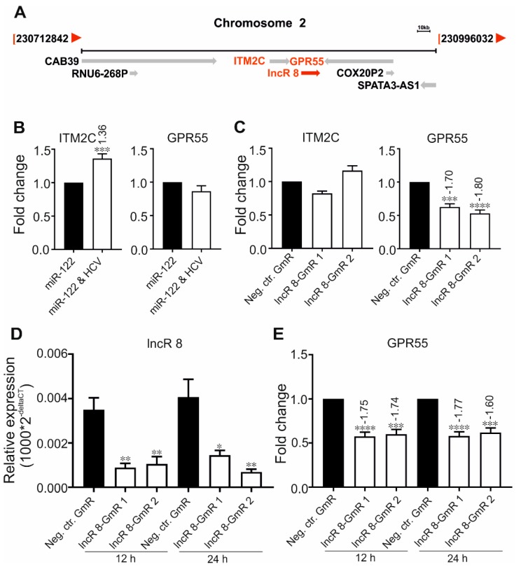 LncR 8 positively regulates neighboring gene GPR55. (A) Genomic location of lncR 8 and the relationship with the genes encoding ITM2C (Integral Membrane Protein 2C) and GPR55 (G protein-coupled receptor 55). (B) ITM2C and GPR55 expression in HCV-transfected samples and controls was measured 6 days after transfection and compared. Cells were treated as described in Figure 1. qRT-PCR data was normalized to GAPDH. The data are shown as the mean ± SEM of at least three independent experiments. *** p ≤ 0.001, and **** p ≤ 0.0001. Huh-7.5 cells were treated with Neg. ctr. GmR and lncR8-GmRs one day prior to HCV transfection. Cells were collected at indicated time points post HCV transfection. (C) ITM2C and GPR55 expression level at 2 days after lncR 8-GmRs and HCV transfection. qRT-PCR data was normalized to GAPDH. The knockdown of lncR 8 (D) and the effect on neighboring gene GPR55 (E) was examined at these early time points by qRT-PCR. To illustrate the differences in basal expression levels, the values are shown relative to GAPDH, expressed as 2−ΔCt. The data are shown as the mean ± SEM of at least three independent experiments. * p ≤ 0.05, ** p ≤ 0.01, *** p ≤ 0.001, and **** p ≤ 0.0001.