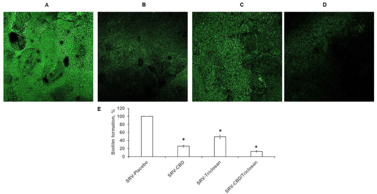 Biofilm inhibition in ex vivo tooth model. C. albicans–GFP biofilm formation on teeth with presence of SRV formulations: (A) SRV-placebo, (B) SRV-CBD, (C) SRV-triclosan, and (D) SRV-CBD/triclosan. Magnification: 40×. Image processing was performed using Nikon confocal microscope at excitation and emission wavelengths of 488 and 522 nm, respectively. (E) Quantitative analysis of fluorescence images. The biofilm amount in each sample was calculated according to the fluorescence intensity using Image J v3.91 software (http://rsb.info.nih.gov/ij, accessed on 2 August 2022). A value of 100% was assigned to C. albicans–GFP biofilm treated with SRV-placebo. * Significantly lower than the value for the control (SRV-placebo) (p < 0.05). At least three random fields were observed and analyzed. Assays were performed in triplicate and the SEM from three independent experiments were calculated.