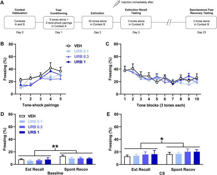 URB597 (URB) given after delayed extinction has no effect on extinction recall or spontaneous fear recovery. (A) Experimental design showing the behavioural testing and drug administration procedures used (n = 12/group). (B,C) There were no differences in freezing in response to tone-shock pairings during fear conditioning (B) or tones during extinction (C) between the groups to receive vehicle (VEH) or the different URB doses (0.1 mg/kg: URB 0.1; 0.3 mg/kg: URB 0.3; 1 mg/kg: URB 1) after delayed extinction. (D) Freezing before tone presentations (Baseline) was increased during spontaneous fear recovery (Spont Recov), compared to extinction recall (Ext Recall), testing (**p < 0.01) but URB had no effect on freezing. (E) Freezing in response to the tones (CS) was increased during Spont Recov, compared to Ext Recall, testing (*p < 0.05) but URB had no effect on freezing.
