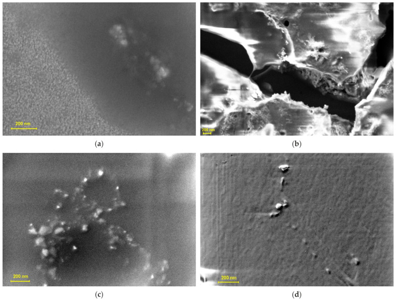 SEM micrograph of CBD (a), Ag-CBD (b), the HA gel (HA–poloxamer) matrix (c), and the HA-Ag-CBD hybrid gel (d). SEM: Scanning electron microscopy.