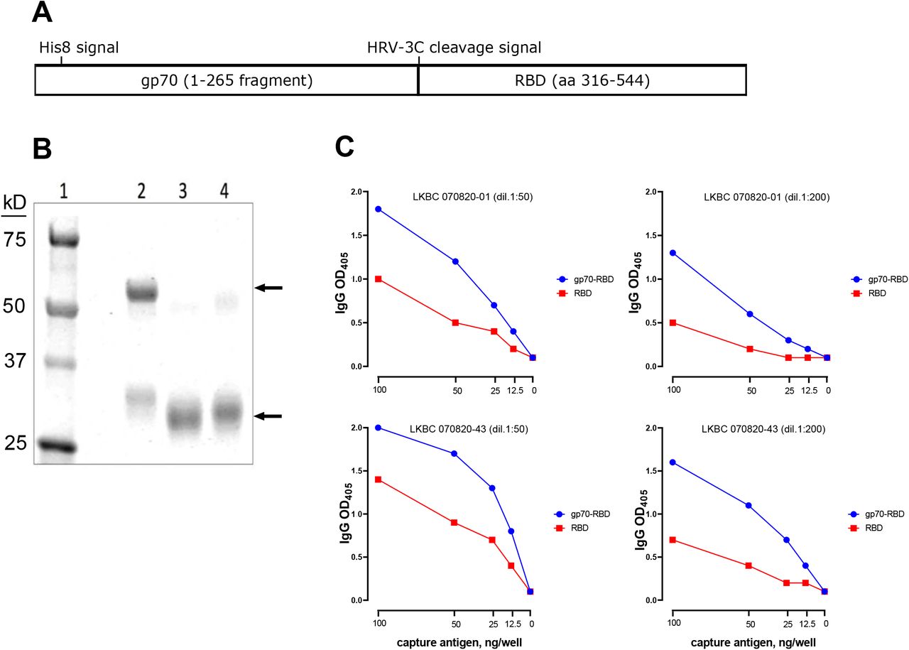 Design and activity of S1 RBD fusion protein.(A) Design of the gp70-RBD fusion protein. (B) SDS-PAGE analysis. Lane 1: Molecular weight markers; lane 2: gp70-RBD fusion protein; lane 3: RBD domain isolated from the fusion protein after proteolytic removal of the gp70 carrier domain by cleavage with HRV 3C protease; lane 4: reference RBD antigen from BEI resources. The relevant bands in each lane are marked by arrows. (C) Binding curves comparing equal amounts of the gp70-RBD fusion protein (blue symbols) and reference RBD antigen (red symbols) for reactivity against two convalescent sera used at two dilutions (1:50, left panels; 1:200, right panels) dil, dilution.