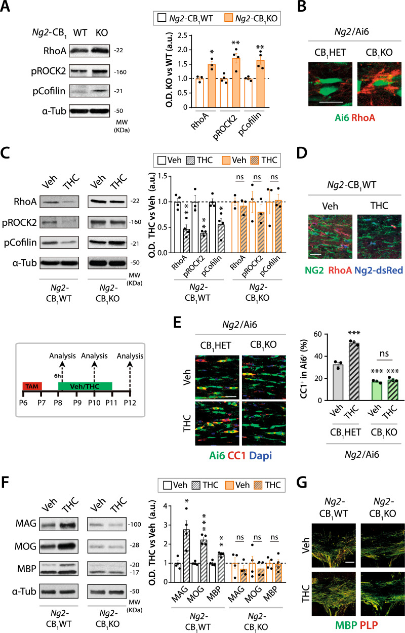 CB1 receptor modulates the RhoA/ROCK2 signaling in OPCs.Tamoxifen-driven recombination was induced at postnatal day 6 (P6-P7) in Ng2-CB1KO, Ng2-CB1WT, Ng2/Ai6-CB1KO, or Ng2/Ai6-CB1HET mice, followed by Δ9-Tetrahydrocannabinol (THC, 3 mg/kg) administrations the following day, for 1 time C, D or for 2 E, or 4 F, G consecutive days. A Western blot analysis for Ras homolog gene family member A (RhoA), phosphorylated RhoA/Rho-associated protein kinase 2 (pROCK2), and pCofilin of dissected corpus callosum (CC) extracts from Ng2-CB1KO and Ng2-CB1WT at P15. Quantification of optical density (O.D.) B Immunofluorescence analysis of RhoA expression in the recombinant Ai6+ population in Ng2/Ai6-CB1KO, or Ng2/Ai6-CB1HET mice at P15. C Western blot analysis of RhoA, pROCK2 and pCofilin protein levels of dissected CC extracts from THC or Veh-treated Ng2-CB1KO or Ng2-CB1WT mice, at 6 hours after THC administration. D Immunofluorescence analysis of RhoA in Ng2-dsRed+ OPCs at 6 h after THC or Veh administration. E-G Ng2-CB1KO, Ng2-CB1WT, Ng2/Ai6-CB1KO, or Ng2/Ai6-CB1HET mice were administered with THC or Veh for 2 E or 4 F, G days. E Immunofluorescence analysis and quantification of the percentage of CC1+ cells among the recombinant Ai6+ population. Western blot (F) or immunofluorescence (G) analysis of myelin-related proteins such as myelin-associated glycoprotein (MAG), myelin oligodendrocyte glycoprotein (MOG), and myelin basic protein (MBP) or proteolipid protein (PLP). Data are shown as mean ± SEM. n = 3 for E, n = 3–4 for A, C, n = 4 for F, independent data points were used for each experimental group. *p ≤ 0.05, **p ≤ 0.01 and ***p ≤ 0.001 vs Ng2-CB1WT or vehicle-treated groups, by two-tailed unpaired Student’s t-test for A, two-tailed unpaired Student’s or Mann Whitney test for C and F, and two-way ANOVA followed by Turkey´s multiple comparison for E. Scale bars, 20 µm for B, D and E, and 100 µm for G.