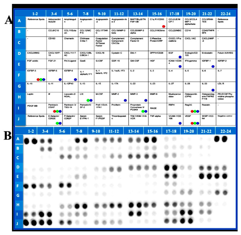 The list of cytokines measured by cytokine array (A). Colored dots indicate a statistically significant decrease by drug treatment. Representative array blot (B).