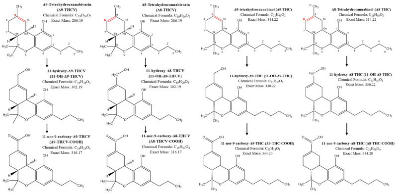 Major metabolic pathways of Δ9-tetrahydrocannabivarin (Δ9-THCV), Δ8-tetrahydrocannabivarin (Δ8-THCV), Δ9-tetrahydrocannabinol (Δ9-THC), and Δ8-tetrahydrocannabinol (Δ8-THC). The double bond is marked in red to highlight the difference between the Δ8- and Δ9-isomers.