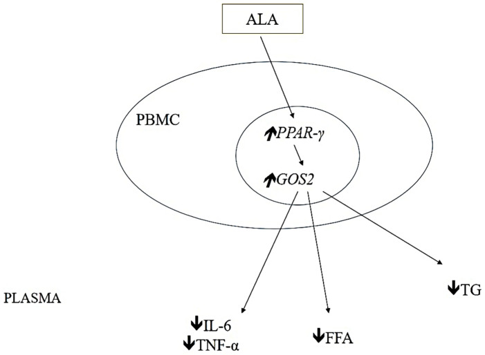 Anti-lipolytic mechanism of ALA. Abbreviations: GOS2, GO/G1 switch gene 2; FFA, free fatty acids; PBMC, peripheral blood mononuclear cell; PPAR-γ, proliferator-activated receptor gamma; IL-6, interleukin−6, TGs, triglycerides; TNF-α, tumor necrosis factor alpha, meaning that the expression or concentration of the parameter is reduced and meaning that the expression or concentration of the parameter is increased after ALA treatment.