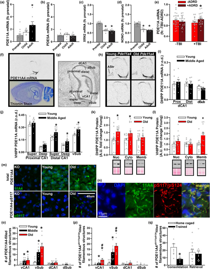 Hippocampal PDE11A mRNA expression uniquely increases across the human and rodent lifespan. (a) Data mined from the Allen Institute for Brain Sciences Brainspan database and expressed as a fold change (fc) of prenatal levels shows PDE11A mRNA expression in the human hippocampus robustly increases from the prenatal period (n = 15; sex not specified), to childhood (n = 9), through to adulthood (n = 8; H(2) = 9.48, p = 0.009; post hoc prenatal vs adult, p = 0.008). (b) in contrast, mRNA for PDE5A—The next closest related PDE—shows no change in expression (F[2,29] = 0.72, p = 0.496). This age‐related increase in PDE11A mRNA expression correlates with age‐related decreases in mRNA expression of (c) the nuclear protein p54nrb/NONO (F[2,29] = 66.29, p < 0.001; post hoc, each vs prenatal, p < 0.001) and (d) the exoribonuclease XRN2 (H(2) = 23.35, p < 0.001; post hoc, each vs. prenatal, p < 0.001), both of which work together to target PDE11A4 mRNA for degradation (Lu & Sewer, 2015). (e) Data mined from the Aging, Dementia, and Traumatic Brain Injury (TBI) database (expressed as fc ‐TBI/‐ADRD) shows that among elderly humans with a history of TBI, Pde11a mRNA is significantly higher in those that developed Alzheimer's disease or a related dementia (n = 10 M,13F) versus those that did not (n = 15 M,6F; effect of TBI × dementia: F[1,90] = 4.07, p = 0.047; post hoc + TBI/−dementia vs. +TBI/+dementia, p = 0.049). (f) To delineate where within the hippocampus age‐related increases in Pde11a4 mRNA expression may be occurring, we turned to rodent studies. In situ hybridization shows Pde11a4 mRNA in the brain is restricted to the extended hippocampal formation. (g) Robust expression is observed in all mice in CA1, the subiculum, and the amygdalohippocampal area. (h) To our surprise, a subset of male and female young and old mice also showed Pde11a4 mRNA expression in the amygdalar‐striatal transition area (AStr; top) while others did not (bottom)—AStr staining had not been previously noted in the mouse brain with weaker probes (Hegde, Capell, et al., 2016; Kelly et al., 2010; Kelly et al., 2014). (i) Dorsal hippocampal subfields show no effect of age on PDE11A mRNA expression (n = 4 M,5F/age). (j) in contrast, select subfields of the ventral hippocampus show increased PDE11A4 mRNA expression in middle‐aged versus young mice (2‐way RM ANOVA on all ventral subfields failed normality), in particular the superficial and deep subfields within distal CA1 (effect of age: F[1,16] = 8.96, FDR‐p = 0.024) and the ventral subiculum (sub; t(16) = 2.97, FDR‐p = 0.024). (k) despite showing no age‐related changes in PDE11A mRNA expression, the DHIPP does exhibit an age‐related increase in PDE11A4 protein expression in the nuclear (Young, n = 9 M,7F; Old, n = 11 M,5F; t[30] = −2.91, p = 0.0068) and cytosolic fractions (Young, n = 9 M,7F; Old, n = 11 M,5F; t[30] = −2.54, p = 0.017) but not membrane fraction (Young, n = 9 M,6F; Old, n = 9 M,5F; t(27) = −1.07, p = 0.296). (l) In contrast, the ventral hippocampus shows no changes in PDE11A4 protein expression in the nuclear (Young, n = 9 M,7F; Old, n = 11 M,5F; t[30] = −1.34, p = 0.189) and cytosolic compartment (Young, n = 6 M,7F; Old, n = 8 M,5F; failed normality; rank sum test for effect of age: T[13,13] = 171.0, p = 0.837) but does show an age‐related increase in the membrane compartment (Young, n = 6 M,6F; Old, n = 7 M,5F; t[22] = −2.674, p = 0.014). (m) Immunofluorescence also revealed age‐related increases in VHIPP PDE11A4 protein are compartment specific, with PDE11A4 accumulating in filamentous structures we term ghost axons (see Figure 2). (n) PDE11A4 phosphorylated at serines 117 and 124 appears to be found exclusively in these ghost axons, and all PDE11A4 found in these ghost axons appears to be phosphorylated at S117/S124 as indicated by a complete overlap in staining patterns of the total and phospho‐specific antibodies. (o) Quantification (n = 4/sex/age) shows significant age‐related increases of PDE11A4‐filled structures in vCA1 (F[2,14] = 5.05, p = 0.022; post hoc vs Y: M p = 0.028, O p = 0.026) and vSub (F[2,13] = 13.55, p < 0.001; post hoc vs Y: M p = 0.005, O p < 0.001) as well as (p) PDE11A4‐pS117/pS124‐filled structures in vCA1 (fails normality; ANOVA on ranks for effect of age: H(2) = 12.62, p = 0.001; post hoc vs Young, each p < 0.05) and vSub (F[2,14] = 29.60, p < 0.001; post hoc vs Young, each p < 0.001). (q) Increased presence of these pS117/pS124‐PDE11A4‐filled ghost axons may be deleterious since normally memory consolidation following STFP training is associated with a reduction in their presence (home caged, n = 3 M,5F; trained, n = 3 M,4F; t[13] = 3.16, p = 0.007) although 24‐h memory retrieval is not (home caged, n = 4 M,8F; trained, n = 6 M,6F; failed normality; rank sum test for effect of age: T[12,12] = 162.0, p = 0.506). *vs prenatal, ‐ADRD, or young, p < 0.05–0.001; #vs. middle‐age, p < 0.05. Data plotted as individual points (females as circles, males as squares) and expressed as mean ± SEM. Histogram stretch, brightness, and/or contrast of images adjusted for graphical clarity. A.U., Arbitrary units; r.o.d., Relative optical density.