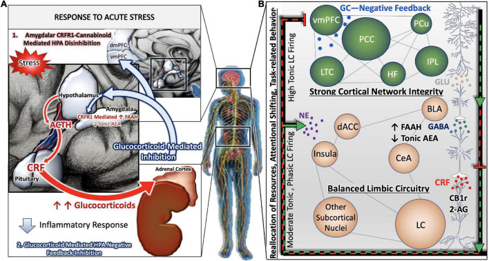 Stress-integrative circuitry intact and adaptive. Under normal physiological conditions, the HPA axis is regulated by negative feedback (A). The activation of the HPA axis and subsequent synthesis and release of glucocorticoids from the adrenal glands feed back onto anatomical substrates such as the PVN and mPFC to terminate the stress response. Peripheral, acute CRF signaling and response by the CRF Receptor 1 on immune cells suppress the immune response. In parallel, negative feedback mechanisms of the central stress-integrative circuitry are intact and allow for adaptive responses to stressful stimuli. Under acute stress, FAAH activity is upregulated and AEA levels are decreased, enabling the activation of the HPA axis (Hill et al., 2009). The transient stress induced AEA levels in the amygdala plays an important role in balancing AEA signaling (Hill et al., 2010), and suggests that AEA tonically inhibits BLA activity in the absence of stressors (Hill et al., 2011a). Based on a series of neuroanatomical and biochemical experiments, we have put forth the idea that CB1r is strategically localized to presynaptic terminals of CRF-containing neurons that arise in the amygdala as a mechanism of regulating input from the amygdala to the LC. The peri-LC contains a majority of excitatory synapses, while the core LC possesses mostly inhibitory synapses. This supports the idea that amygdalar CRF afferents are modulated by the eCB system to adapt to emotional stimuli during the stress response (B).