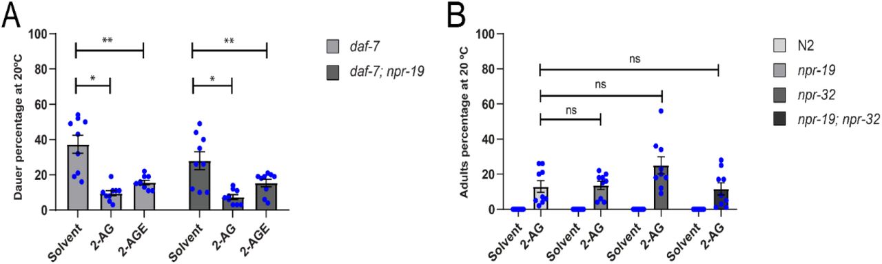 Endocannabinoids stimulate transport of cholesterol by employing pathways independent of npr-19 and npr-32.(A) Endocannabinoid suppress dauer arrest of daf-7 and daf-7; npr-19 grown on plates containing 5 μg/ml of cholesterol. Mann-Whitney rank sum test, *p < 0.001, **p < 0.001. All values from n = 3 independent experiments are shown as Mean ± SEM. (B) 2-AG suppress larval arrest of npr-19, npr-32 and npr-19; npr32 animals grown for two generations on plates containing 0 μg/ml of cholesterol. All values from n = 3 independent experiments show as Mean ± SEM. ns = not significant. N2 is the C. elegans wild-type strain.
