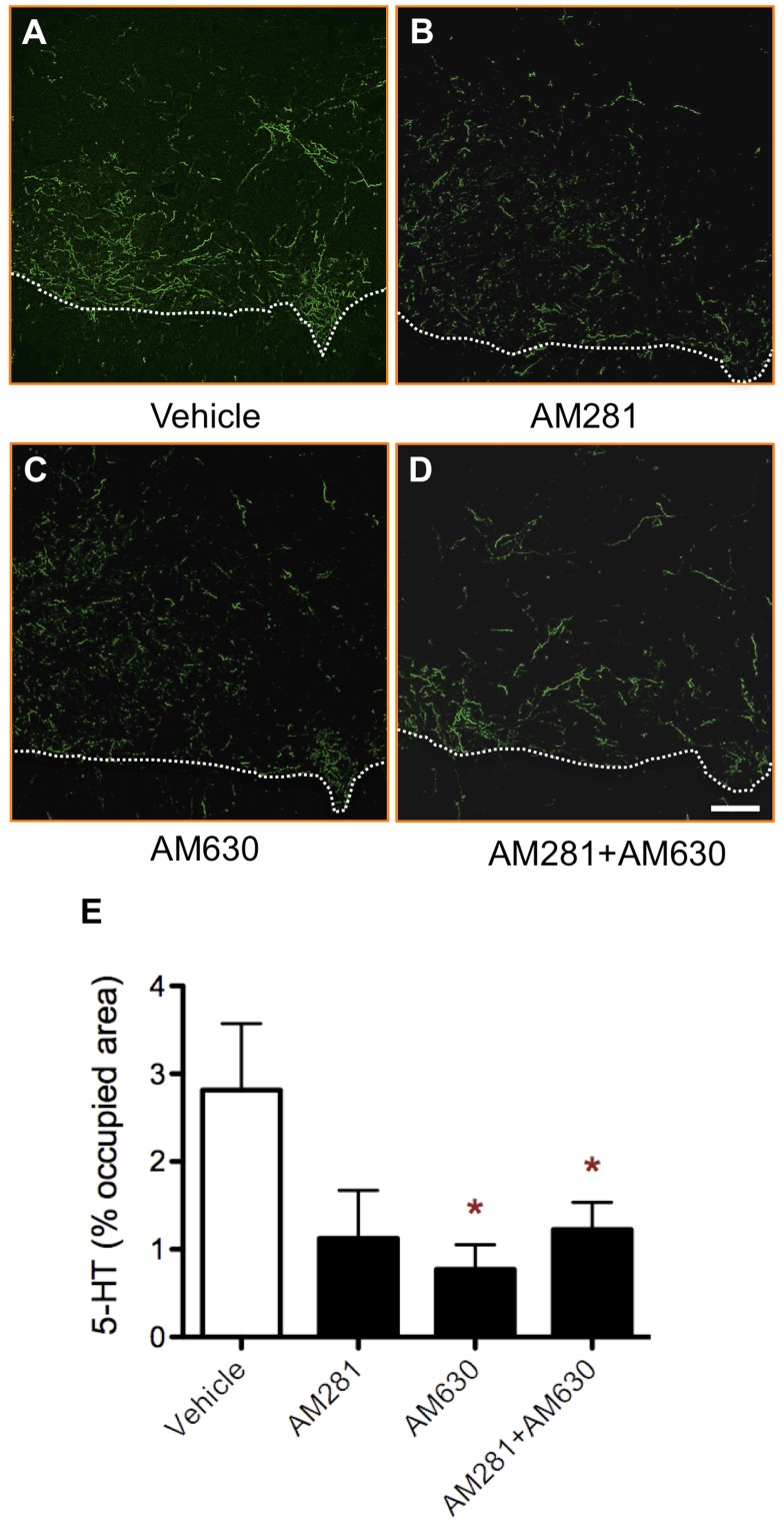 Early blockade of CB1 and/or CB2 receptors reduces the density of serotonergic fibres below the lesion site.Representative serotonin immunostaining of lumbar sections from vehicle- (A), AM281- (B), AM630- (C) and AM281/AM630-treated rats (D). (E) Quantification of the area occupied by serotonin shows a significant decrease in AM630- and AM281/AM630-treated rats and a strong trend to decrease in AM281-treated rats, that is close to statistical significance (p = 0.06). Dashed line separates grey matter (above) from white matter (below). Scale bar for all images, 100 µm. *p<0.05 vs. vehicle-treated rats. Vehicle n = 6; AM281 n = 5; AM 630 n = 5; AM281+AM630 n = 5.