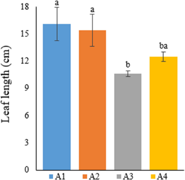 Graph showing the leaf length of cannabis plants which is A1: 1/2 Hoagland + 150:30:150 N: P:K, A2: 1/2 Hoagland + 150:30:150 N: P:K + 10 mg/L Si, A3: 1/2 Hoagland + 150:30:150 N: P:K + 1 mg/L IBA, A4: Soil media (peat: soil: perlite / 1:1:1). Columns shown that mean comparsions were conducted using Duncan’s multiple range test wtih the bars stand for standard deviation (SD). According to the analysis of variance, different letters indicate statistically significant differences at p ≤ 0.05