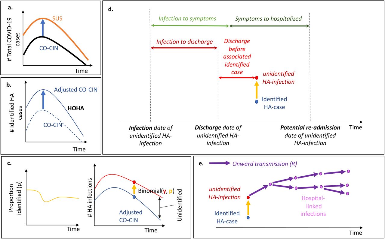 The analysis steps: (a) CO-CIN is inflated to match total COVID-19 hospitalised cases in SUS. (b) The same weekly adjustment is used to estimate the number of identified hospital-onset, hospital-acquired (HOHA) cases. (c) The length of stay for non-COVID-19 hospital patients and incubation period distribution is used to generate estimates of the proportion of hospital-acquired infections that would be identified (Figure 1). This proportion (p) is used to estimate how many unidentified hospital-acquired infections there would be for each identified hospital-onset hospital-acquired infection by assuming a Binomial distribution and calculating the number of “trials” or “unidentified” hospital-acquired infections there were. (d) The unidentified hospital-acquired infections with symptom onset after discharge (“missed”) may return to hospital as a COVID-19 case: the trajectory of their disease is calculated to determine their contribution to hospitalised cases. (e) These “missed” unidentified hospital-acquired infections are assumed to contribute to onward transmission in the community: here we capture four generations of transmission to estimate the number of hospital-linked infections and subsequent hospitalised cases under different R estimates.