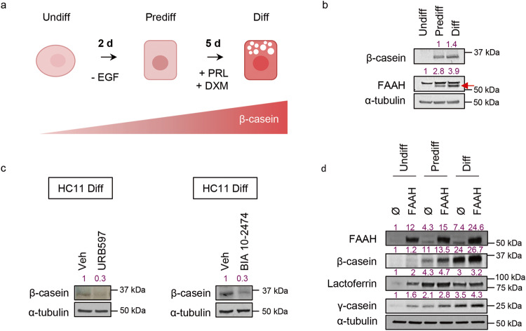 FAAH drives lactogenic differentiation of MECs in vitro.a Schematic representation of the differentiation protocol of HC11 cells. b Representative WB analysis of β-casein and FAAH at the three differentiation points. The specific band for FAAH in HC11 cells (pointed with an arrow) was determined by WB analysis of FAAH −/− mouse tissue (Supplementary Fig. 2a). c Representative WB analysis of β-casein in HC11 cells that have completed the differentiation protocol in the presence of the FAAH inhibitors URB597 or BIA 10-2494 at 5 μM. d Representative WB analysis of β-casein and other milk proteins during the complete differentiation of HC11 cells harboring an empty (Ø) or a FAAH overexpression vector. Densitometric values for all WBs after normalization against α-tubulin and control condition are depicted in purple.