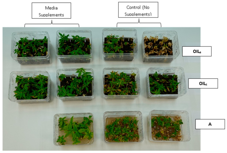 Cannabis sativa ‘BaOx’ in RV750 vessels after five multiple harvests (16 weeks after initial planting) in treatments with15 mL media supplements (left) versus no supplement (right) based on each physical state, Agar (A), agitated Oasis® infused with liquid (OILa) stationary Oasis® infused with liquid (OILs).