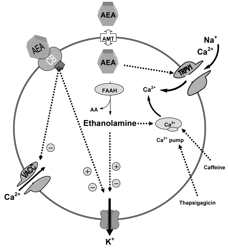 Schematic diagram showing the possible mechanisms of ethanolamine actions; our data suggested that enhancement of the intracellular Ca2+ level produced by ethanolamine is mediated through intracellular signalling mechanism influencing the thapsigargicin and caffeine-sensitive stores. Ethanolamine modulation of the potassium conductance is mediated independently from increased intracellular calcium.