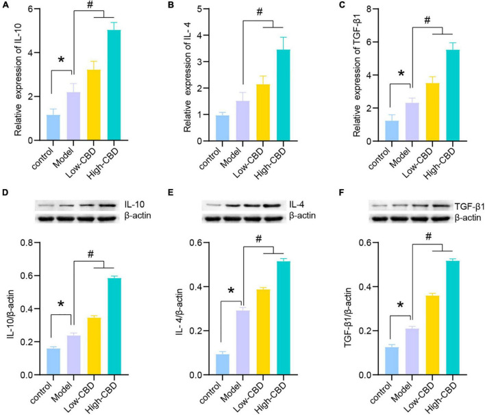 Effects of cannabidiol (CBD) on the expression of IL-10, IL-4, and TGF-β1 in the temporal lobe cortex of epileptic rats. (A-C) IL-10, IL-4, and TGF-β1 were detected by qRT-PCR. (D-F) IL-10, IL-4, and TGF-β1 were detected by western blotting (WB). *Represents significant comparison with the control group, #represents significant comparison with the Model group, P < 0.05.