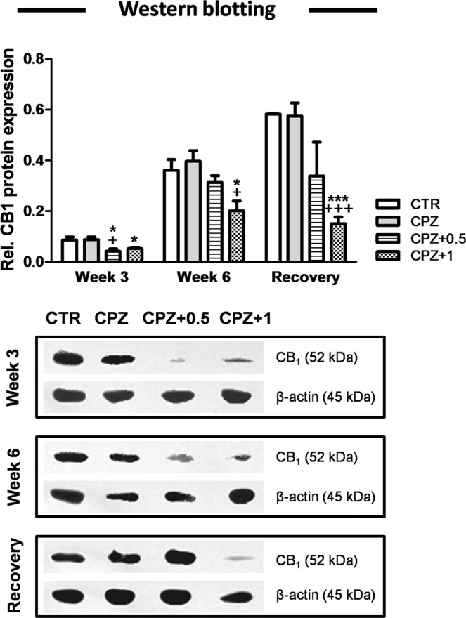 The cannabinoid CB1 protein. At the third week, the CB1 protein levels were significantly higher in controls when compared to CPZ-fed mice treated with either 0.5 or 1 mg/Kg of WIN (p < 0.05). During the acute phase of demyelination (week 3), animals exposed to CPZ alone showed an increase in the CB1 protein when compared to CPZ-fed mice subjected to 0.5 mg/Kg of WIN (p < 0.05). Moreover, animals fed with CPZ in combination with 1 mg/Kg of WIN exhibited less CB1 protein than either controls or CPZ alone at six (p < 0.05) and twelve weeks (p < 0.001). Data are expressed as mean ± SEM. An * indicates significant differences between CPZ-fed groups and their respective control group. Comparisons between the group exposed to CPZ alone and those animals treated simultaneously with both CPZ and WIN are indicated by an + . Anunderlined Ɛ indicated comparisons between all WIN treated groups. One or three symbols indicate p < 0.05; p < 0.001, respectively. N = 4. Control, animals fed with standard diet and treated with phosphate buffered saline (Veh); CPZ, cuprizone-fed animals; WIN, WIN-55,212-2.