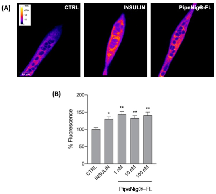 PipeNig®-FL stimulates glucose uptake. (A) Representative confocal images of C2C12 myotubes incubated with the fluorescent glucose analog 2-NBDG for 30 min. Images are presented in pseudocolor (LUT = fire) to better show the fluorescence intensity variations. Insulin (25 nm) was used as a positive control. Scale bar 36 µm. (B) Bar graph summarizing the experiments of fluorescent glucose uptake. Data in percentage referred to control condition are represented as the mean ± SEM (n = 4). * p < 0.05; ** p < 0.01 vs. control.