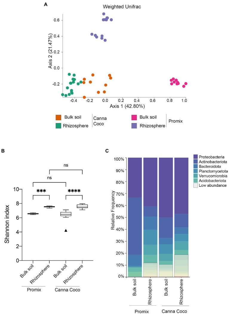 Diversity metrics and taxonomical differences, between untreated substrates, in the bacterial microbiome of C. sativa’s rhizosphere and bulk soil. (A) Weighted UniFrac PCoA plot representative of substrate differences in the bulk soil and rhizosphere. Each point represents a sample and axis 1 and axis 2 represent the percentage of variance explained by each coordinate. (B) Shannon’s index of variations between the bulk soil and rhizosphere of Promix and Canna coco. Kruskal–Wallis pair-wise test was used to assess statistical significance between groups (*p<0.05, **p<0.01, ***p<0.001, ****p<0.0001). (C) Taxonomic bar plots of the relative frequency of bacteria at the phylum level between soil location and substrate. Low abundance taxa included: Chloroflexi, Myxococcota, Cyanobacteria, Bdellovibrionota, Gemmatimonadota, Armatimonadota, Firmicutes, Patescibacteria, Delsufobacterota, Hydrogenedentes, Dependentiae, Abditibacteriota, Sporochaetota, Fibrobacterota, Sumerlaeota, SAR324, FCPU426, Elusimicrobiota, WPS-2, RCP2-54 and MBNT15.