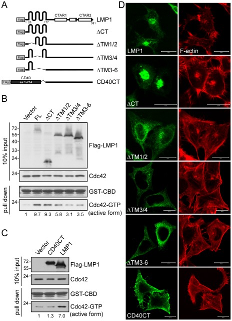 The transmembrane domains of LMP1 are required for induction of Cdc42 activation and the associated F-actin rearrangement.(A) Schematic illustrations of Flag-tagged LMP1 and its truncated derivatives. FL, full-length LMP1; ΔCT, deletion of the C-terminus; ΔTM1/2, deletion of transmembrane domains 1 and 2; ΔTM3/4, deletion of transmembrane domains 3 and 4; ΔTM3–6, deletion of transmembrane domains 3–6. CD40CT indicates that the entire transmembrane region of LMP1 (aa 1–177) is replaced with that of CD40 (aa 1–214). (B) NPC-TW04 cells that had been transfected with 1 µg of plasmid encoding Flag-LMP1 or its truncated versions were grown for 24 h, followed by serum starvation for 6 h. Then cell lysates were harvested for GST pull-down assays using GST-CBD beads as bait (detailed in Materials and Methods) to pull-down active (GTP-bound) Cdc42 in cells. The resulting products were analyzed by Western blotting with an anti-Cdc42 antibody. The levels of active Cdc42 were quantified as described above. The trace in the absence of LMP1 was set as 1. The constant amounts of GST-CBD used in pull-down assays were shown by Ponceau S staining. (C) NPC-TW04 cells that had been transfected with 1 µg of plasmid encoding Flag-LMP1 or the chimera CD40CT were lysed after incubation as described above. Cell lysates were harvested for GST-CBD pull-down assays, and the level of active Cdc42 was determined as described above. (D) Induction of F-actin rearrangement by LMP1. NPC-TW04 cells that had been grown on poly-L-lysine-coated coverslips overnight were transfected with 0.5 µg of plasmid encoding Flag-tagged full-length, truncated, or chimeric LMP1, and then incubated for 24 h. Following a 6-h serum starvation, cells were fixed and permeabilized, followed by subsequent staining with primary anti-Flag (M2) and FITC-conjugated secondary antibodies. For actin filament (F-actin) staining, cells were co-stained with TRITC-conjugated phalloidin. Images were acquired using a ZEISS LSM510 confocal microscope as detailed in Materials and Methods. Scale bars, 20 µm. Transfection of an empty vector had no effect on actin organization (data not shown).