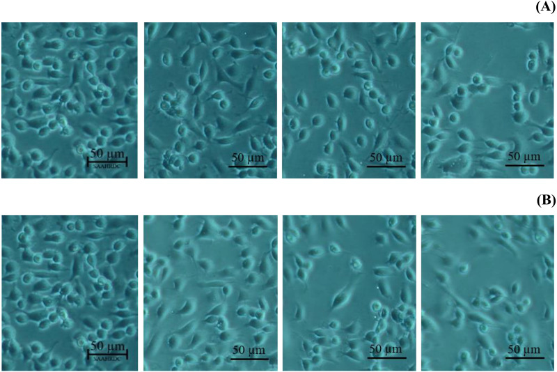 Morphological characters of BF-2 cell lines after 24 h at the highest percentage of cell viability (≥100%) caused by (A) leaves lipophilic extract and (B) β-sitosterol.