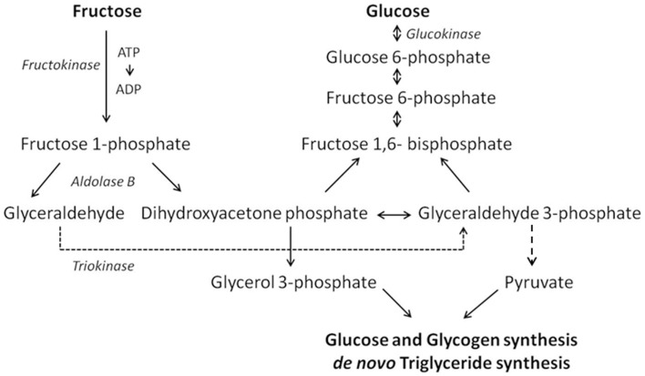 Schematic of the crucial steps in the hepatic fructose and glucose metabolism.