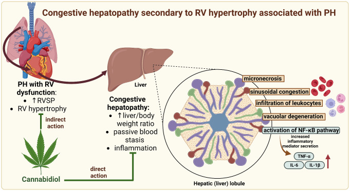 The proposed hepatoprotective effect of cannabidiol in congestive hepatopathy is secondary to right ventricular hypertrophy associated with pulmonary hypertension. Abbreviations: IL-1β: interleukin 1 beta; IL-6: interleukin 6; NF-κB: nuclear factor-κappa B; PH: pulmonary hypertension; RV: right ventricle; RVSP: right ventricular systolic pressure; TNF-α: tumour necrosis factor alpha. Created in Biorender.com