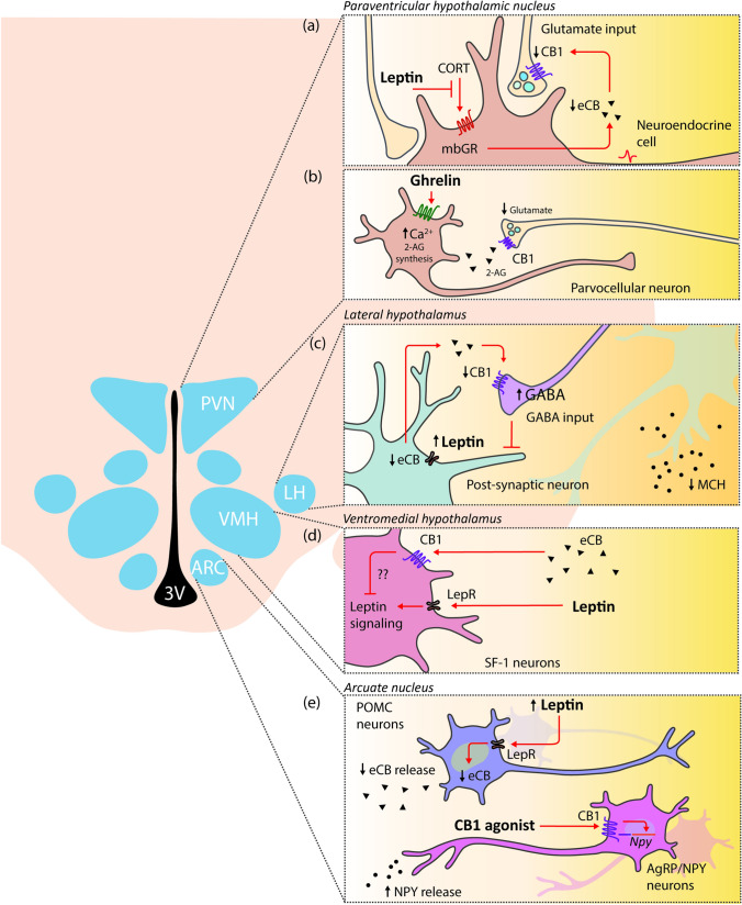Interactions of leptin and ghrelin with the endocannabinoid system (ECS) in hypothalamic neurons. Peripheral-derived hormones such as leptin and ghrelin stimulate specific areas of the hypothalamus that coordinate the energy balance. The ECS is emerging as an important integrator in these signaling pathway. (a) Leptin acts in parvocellular neuroendocrine cells of the paraventricular nucleus of the hypothalamus (PVN) by reducing the endocannabinoid (eCB) synthesis and release through the membranous glucocorticoid receptor (mbGR) blockade. This effect increases glutamate release from glutamatergic synapsis to the PVN neurons. (b) In addition to leptin, ghrelin acts on parvocellular neurons of the PVN. The bind of ghrelin to its receptor triggers an intracellular Ca2+ level increase leading to 2-AG synthesis. The release of 2-AG into the extracellular space, activates the presynaptic CB1 inhibiting the release of glutamate from the axons innervating PVN neurons. (c) In lateral hypothalamus (LH), the activation of leptin receptor (LepR) in prefornical LH neurons results in less synthesis and release of eCB. This effect led to an increase in the GABAergic inhibitory tone to melanocortin-concentrating hormone (MCH) neurons to control food intake and appetite. (d) Leptin also acts on SF-1 neurons of the ventromedial nucleus of the hypothalamus (VMH). Although molecular mechanisms are not fully described, CB-1 dependent endocannabinoid signaling interferes in the leptin activation of SF-1 neurons. (e) Within the arcuate nucleus (ARC), on the one hand leptin activates POMC neurons and reduces eCB synthesis and release. On the other hand, CB1 agonists increase the secretion of NPY in AgRP/NPY neurons