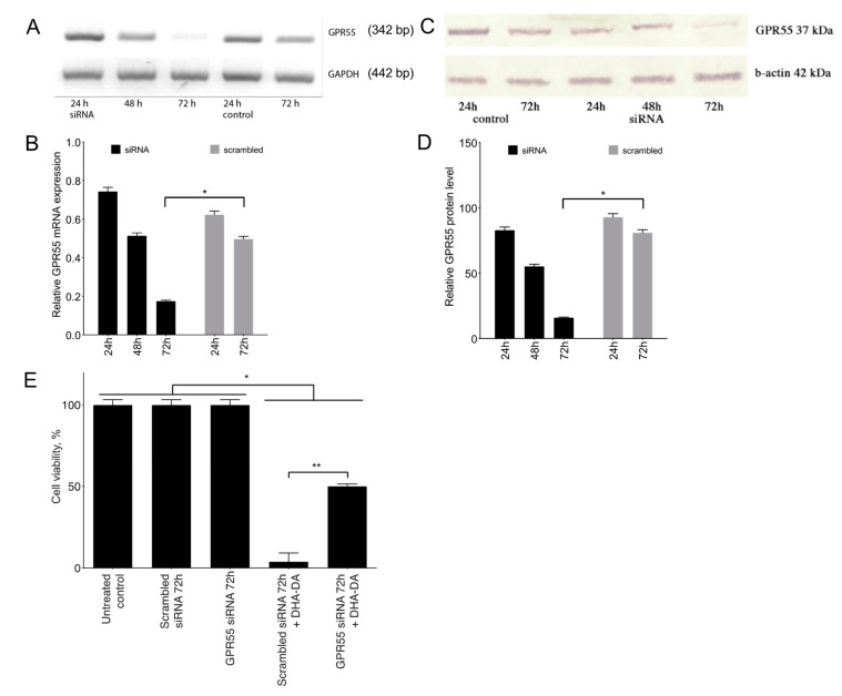 GPR55 knockdown influence on N-docosahexaenoyl dopamine (DHA-DA) cytotoxicity for PC12 cells. (A), RT-PCR of GPR55 mRNA after siRNA treatment. (B), RT-PCR quantification, densitometry data and normalized to the GAPDH housekeeping gene. (C), Western blot of GPR55 after siRNA treatment. (D), Western blot quantification, densitometry data and normalized to b-actin. Data are presented as mean ± S.E., n = 3 experiments. *, a statistically significant difference from the appropriate control treated with a scrambled siRNA, ANOVA with the Tukey post-test, p ≤ 0.05. (E), DHA-DA (16 μM) toxicity for the PC12 cells after 72 h of the transfection with either the GPR55 siRNA or the scrambled control RNA; 24 h incubation time, MTT assay, mean ± S.E., n = 3 experiments. *, a statistically significant difference from the DMSO control, ANOVA with the Tukey post-test, p ≤ 0.05; **, a statistically significant difference between DHA-DA toxicity for the cells treated with GPR55 siRNA and scrambled siRNA, unpaired Student’s t-test, p ≤ 0.05.
