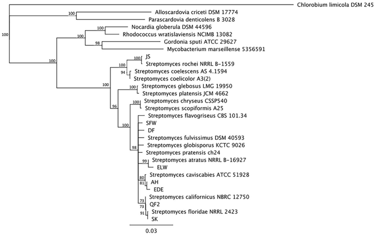 Phylogenetic tree of Streptomyces bacteria isolated from soil samples.This tree was constructed using PCR-amplified 16S rRNA sequences and was generated from a multiple sequence alignment using a neighbor-joining algorithm. The scale bar (0.03) indicates substitutions per nucleotide.