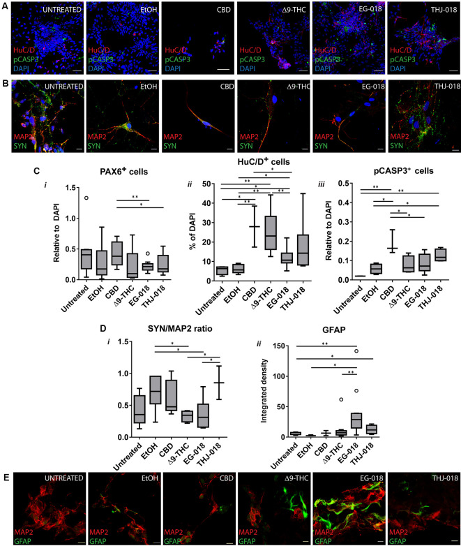 Effect of cannabinoid exposure on day 30 and 56 of neural differentiation. (A) Immunofluorescence for newborn neuronal marker HuC/D and apoptosis marker pCASPASE3 (pCASP3) at day 30 showing an increase in HuC/D staining and apoptotic cells in s cannabinoid-treated cultures. Scale bars: 15 μm. (B) Immunofluorescence for neuronal (MAP2) and synaptic protein synaptophysin (SYN) in cultures continuously exposed to cannabinoids from day 19 to day 56. Scale bars: 15 μm. (C) Quantification of PAX6+ (i), HuC/D+ (ii) and pCASP3+ (iii) cells at day 30, relative to DAPI. Results for three independent experiments. (D) Quantification of the ratio of fluorescence intensity of SYN and MAP2 in day 56 cultures (i), and of integrated fluorescence density for GFAP (ii). Data from three independent experiments, 3–10 images per condition. Data in (C) and (D) analyzed by unpaired t-test; *p < 0.05, **p < 0.01; error bars represent SEM. Tukey’s range test was applied to determine outlier data points (open circles). (E) Immunofluorescence for glial (GFAP) marker and MAP2 in cultures continuously exposed to cannabinoids from day 19 to day 56. Scale bars: 15 μm.
