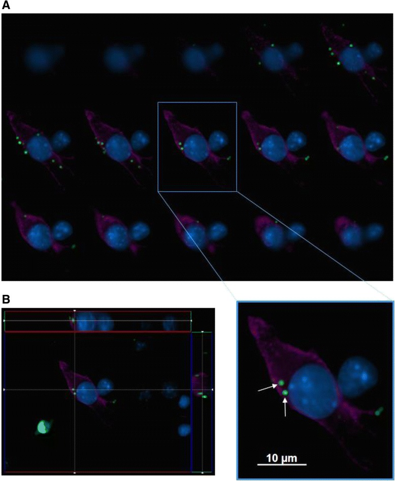 IMG cells internalize fluorescent latex beads. Images of IMG cells that were incubated with fluorescent latex beads for 1 h at 37 °C 5 % CO2 were obtained. CD11b (purple) was used as a marker for IMG cells. a Z-stack series of microscopic images of an IMG cell (purple) were compiled into a grid to demonstrate the internal localization of two fluorescent latex beads (green dots; indicated by arrows). b Z-stack series from (a) is accompanied by two cross-sectional perspectives. The images were obtained with a ×100 objective. DAPI (blue) stains the nucleus