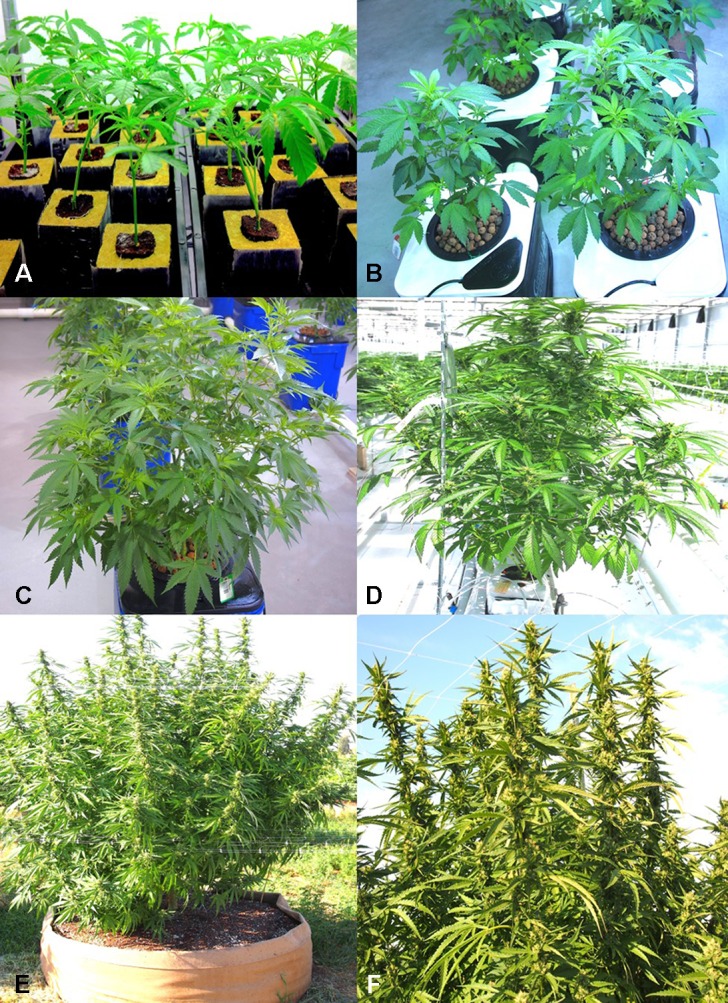 Production systems used for Cannabis sativa plants that were sampled in this study. (A) Rooting of vegetative cuttings in rockwool plugs containing peat in the central plugs. Cuttings are left for 2 weeks under supplemental lighting to initiate rooting. (B) Growth of plants in a hydroponic production system with clay pellets as a substrate. Plants are in the early stages of vegetative development. (C) Six-week-old plants in a hydroponic production system ready for transfer from vegetative growth to induction of flowering through controlled photoperiod and light intensity regimes. (D) Greenhouse hydroponic production system using coco fiber blocks as a substrate showing a plant in the early stages of flower development. (E, F) Field production of C. sativa in raised fabric pots under outdoor conditions. (E) Plants in early stages of flower development. (F) Close-up of shoots bearing flowers. Figure 1E reproduced from Can. J. Plant Pathol. 40(4) by permission (Punja et al., 2018).