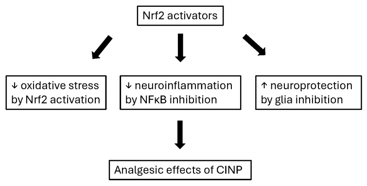 The concept of analgesic effects of NRf2 activators in CINP. ⬇, induce; ↓, decrease; ↑, increase.