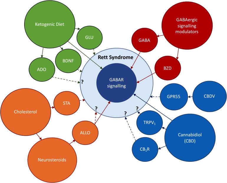 Research topics to be addressed in this review. In red: the use of direct and indirect modulators of GABAergic signaling, respectively, benzodiazepines (BZD) and GABA enhancers. In orange: Abnormal cholesterol metabolism occurring in RTT, the use of statins (STA) to improve RTT symptoms; the impact of deficits on cholesterol uptake on neurosteroidogenesis; the possible therapeutic actions of the neurosteroid allopregnanolone (ALLO). In blue: the use of derivatives of the cannabis plant to ameliorate RTT symptoms; cannabidiol (CBD) has shown promising anti-epileptic effects via GABA-dependent mechanisms; the effects of CBD on CB1R and TRPV1 and its impact on RTT symptoms are still undisclosed; Cannabidivarin (CBDV) has been identified as a promising therapeutic drug in an RTT-mice model. In green: Ketogenic Diet (KD) has potent anticonvulsive actions via GABAergic and glutamatergic (GLU) signaling systems; the KD can also improve RTT symptoms via BDNF-mediated effects or through increases in adenosine production. BNDF signaling is known to be impaired in RTT (Li and Pozzo-Miller, 2014), while unpublished data obtained in our lab points to deregulations in adenosinergic signaling. Direct arrows denote direct interaction with GABAergic signaling system, while doted arrows denote known or undisclosed involvement on RTT pathophysiology.