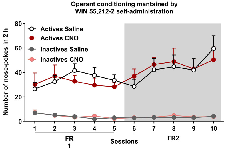 WIN 55,212-2 operant self-administration maintained by WIN 55,212-2 in mice with an inhibition of the prelimbic to nucleus accumbens (PL-NAc) core pathway activated by clozapine-N-oxide (CNO) or corresponding saline controls.Number of total active and inactive nose pokes performed by CNO- and saline-treated groups obtained during 2 h of operant self-administration maintained by intravenous infusions of WIN 55,212-2 in both FR1 and FR2 schedules of reinforcement (mean ± S.E.M., repeated measures ANOVA). Data derived from Cajiao et al., 2023 [7].