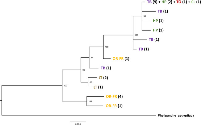 Midpoint‐rooted Bayesian inferred tree for the 12 Phelipanche ramosa haplotypes obtained among 28 individuals sequenced for trnK‐trnQ, ITS, and BO1. Branch lengths are proportional to the inferred divergence levels. Bayesian posterior probabilities (percent) are indicated at each node. Host crops from which the haplotypes were sampled are indicated as follows: OR‐FR, oilseed rape from France; LT, lentil; TB, tobacco; HP, hemp; TO, tomato; CL, celery. The numbers within parentheses indicate the number of individuals having that haplotype.