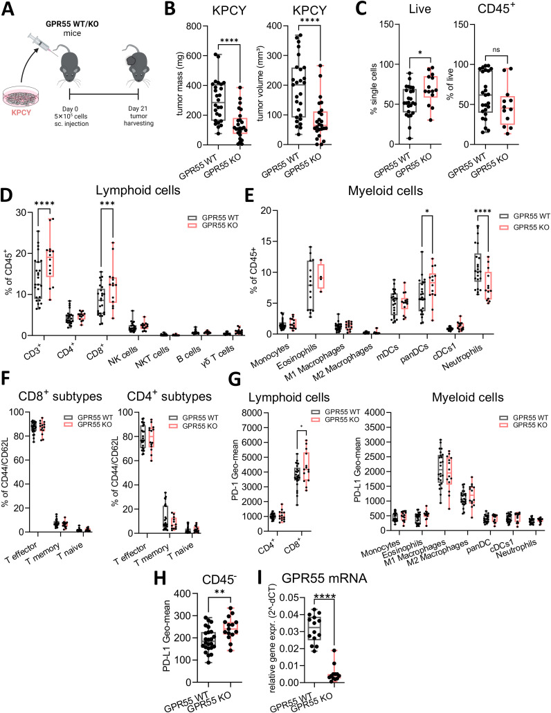 Deficiency of GPR55 reduces tumor weight and volume in KPCY-induced tumors. (A) GPR55 KO and WT mice were subcutaneously (s.c.) injected with 5x105 KPCY cells on day 0. On day 21, tumors were measured ex vivo and processed for analysis. (B) Tumor mass and volume are expressed by medians, 25th 75th percentiles, and min-max values from three pooled independent experiments. n= 25-27. (C–H) Flow cytometric analysis of lymphoid and myeloid populations in single cell suspensions from KPCY tumors. Data indicate medians, 25th and 75th percentiles, and min-max values from three pooled independent experiments. n=14-25. (I) Relative gene expression of GPR55 mRNA in KPCY tumors. n=12-14. Statistical differences were evaluated by using unpaired Student’s t-test (B, C, H, I) or two-way ANOVA with Šídák’s multiple comparisons test (D, E, G). *p<0.05; **p<0.01; ***p<0.001; ****p<0.0001. WT, wildtype; KO, knockout; CD8+ T mem, CD8+ T memory cells; panDCs, pan-dendritic cells; cDCs1, dendritic cell type 1; mDCs, monocyte-derived dendritic cells; NK cells, natural killer cells; ns, not significant; γδ T cells; TME, tumor microenvironment.