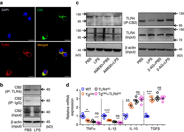 CB2 antagonizes TLR-4 signaling in macrophages. a The PMs were double-stained with TLR4 (Red) and CB2 (Green) antibodies by immunofluorescence. The nucleus was visualized by DAPI staining (Blue). This test was repeated three times. Representative images were shown. Scale bars, 40 μm. b Protein–protein Interaction between CB2 and TLR4 in the mouse peritoneal macrophages treated with PBS or LPS (500 ng ml−1) for 30 min. The proteins were immunoprecipitated with TLR4 antibody or IgG as control. This test was repeated three times. Representative results were displayed. c LPS or AM630 inhibits, while 2-AG induces the Interaction between CB2 and TLR4 in macrophages. The mouse PMs described in f were harvested and the proteins were immunoprecipitated with CB2 antibody. d Relative mRNA levels of inflammatory cytokines in the TAMs from the WT, TgCB2, TLR4KO or TgCB2 + TLR4KO mice bearing MC-38 tumors for 3 weeks. (n = 5) Data in j are means ± s.e.ms. (*P < 0.05, **P < 0.01, ***P < 0.005; student’s t-test; ns not significant)