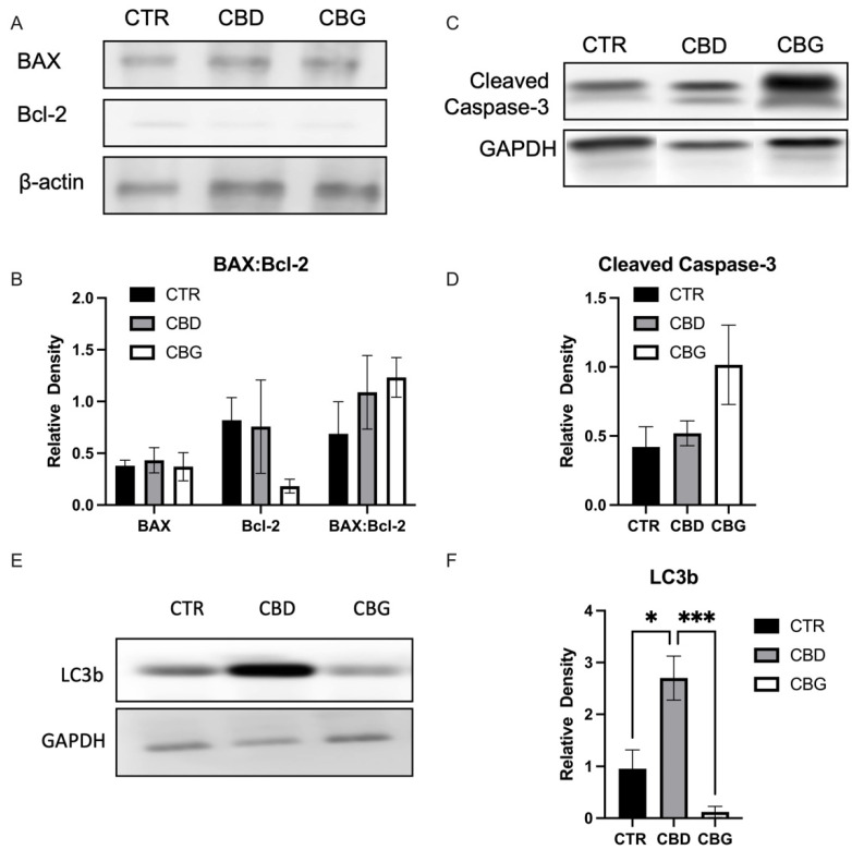 CBD and CBG induces apoptosis in a divergent cell-death pathway in HuCC-T1 cells; (A). representative image of Western blotting of BAX (pro-apoptotic) and Bcl-2 (anti-apoptotic) protein and β-actin (reference); (B). quantification of the BAX, Bcl-2 and ratio of BAX to Bcl-2; (C). representative image of Western blotting of cleaved caspase-3 (Type 1 cell death, apoptosis) and GAPDH (reference) shows trend toward increase in CBG treatment; (D). quantification of cleaved caspase-3; (E). representative image of Western blotting of total LC3b (Type 2 cell death, autophagy) (F). Quantification of total LC3b. * p < 0.05 *** p < 0.001.