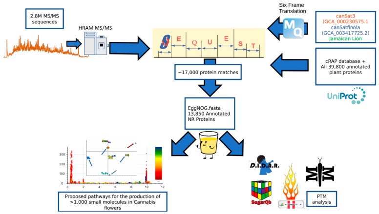Peptide and protein identification pipeline. Two point eight million spectra obtained on a high resolution mass spectrometer were searched against a search space consisting of a six frame translation of three reference genomes as well as the cRAP FASTA and a complete collection of all green plant proteins hosted by UniProt. The 17,000 SEQUEST identifications were then processed with the eggNOG mapper program to annotate the identifications according to sequence orthology of the Viridiplantae database. This subsequent fasta could then be utilized to search the raw data for post-translational modifications using a variety of tools and identify pathways correlating to the small molecule profile of the plant.