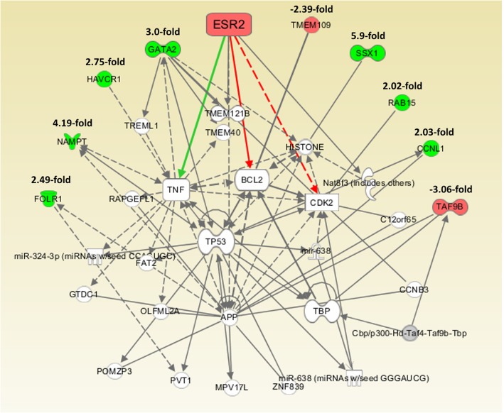 After knockdown of ERβ in HEC-1A cells, mRNA isolation and Affymetrix GeneChip transcriptome analysis, the resulting expression data was analyzed by Ingenuity IPA Software (Ingenuity Systems, Stanford, USA) providing a network connecting the indicated regulated genes with ERβ. Arrows indicate effects on expression, phosphorylation or direct binding. Dotted arrows: regulation of gene expression only. Solid arrows indicate combined effects on expression, phosphorylation or direct binding