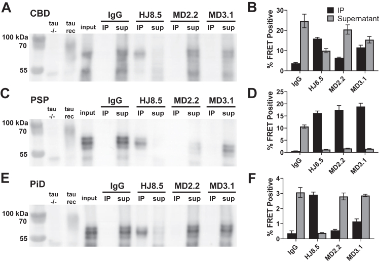 MD2.2 and MD3.1 exhibit specificity for tauopathy seeds. IP of brain protein from the non-AD tauopathies CBD (A), PSP (C), and Pick disease (E) demonstrated undetectable total tau by MD2.2 and MD3.1 versus HJ8.5, which precipitated most tau. Seeding assays revealed significant seeds from CBD (B) and PiD (F) in the supernatant after IP with MD2.2 and MD3.1. Conversely, nearly all PSP seeds were bound by MD2.2 and MD3.1 (D). Input was the pre-IP total protein for each brain; tau−/− negative control was the equivalent total protein from a tau−/− mouse brain, tau mono indicates recombinant tau monomer (2N4R). Non-specific mouse IgG was the negative control for immunoprecipitation. Error bars represent the S.E.M. Each assay was performed in technical triplicate.