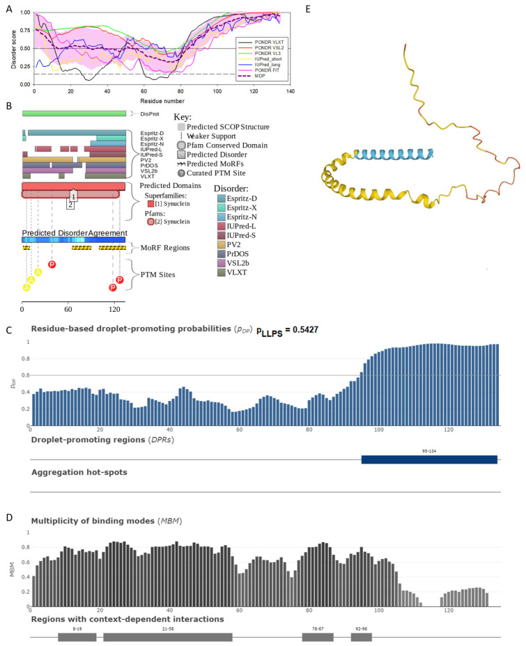 Functional disorder analysis of human β-synuclein (UniProt ID: Q16143). (A), Multiparametric disorder analysis of the protein using RIDAO. (B) Functional disorder profile generated for human β-synuclein by the D2P2 database. Colored circles at the bottom of the plot show the localization of PTMs, such as phosphorylation (red circles marked P) and acetylation (yellow circles marked A). (C) The FuzDrop-generated plot shows the sequence distribution of the residue-based droplet-promoting probabilities, pDP. (D) The FuzDrop-generated plot of the multiplicity of binding modes. (E) A 3D structural model is predicted by AlphaFold.