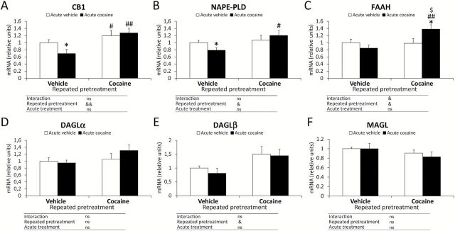 Effects of cocaine-induced sensitization on the gene expression of the endocannabinoid signaling-related components in the mouse PFC. Relative mRNA levels of the endocannabinoid signaling system were evaluated following a repeated pretreatment (vehicle or cocaine) and acute treatment (vehicle or cocaine): (A) CB1 receptor; (B) NAPE-PLD; (C) FAAH; (D) DAGLα; (E) DAGLβ; and (F) MAGL. Bars represent the mean + SEM (n = 8). Two-way ANOVA: & p < 0.05 and && p < 0.01. Post hoc analysis: *p < 0.05 versus the vehicle-vehicle group; # p < 0.05 and ## p < 0.01 versus the vehicle-cocaine group; $ p < 0.05 versus the cocaine-vehicle group. ns: non-significant.