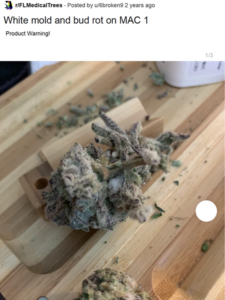 Deconstructed cannabis flower with possible mold in the center. The possible mold can be seen in the center of the picture, which is the small white section within the cannabis flower. Adapted from FLMedicalTrees.