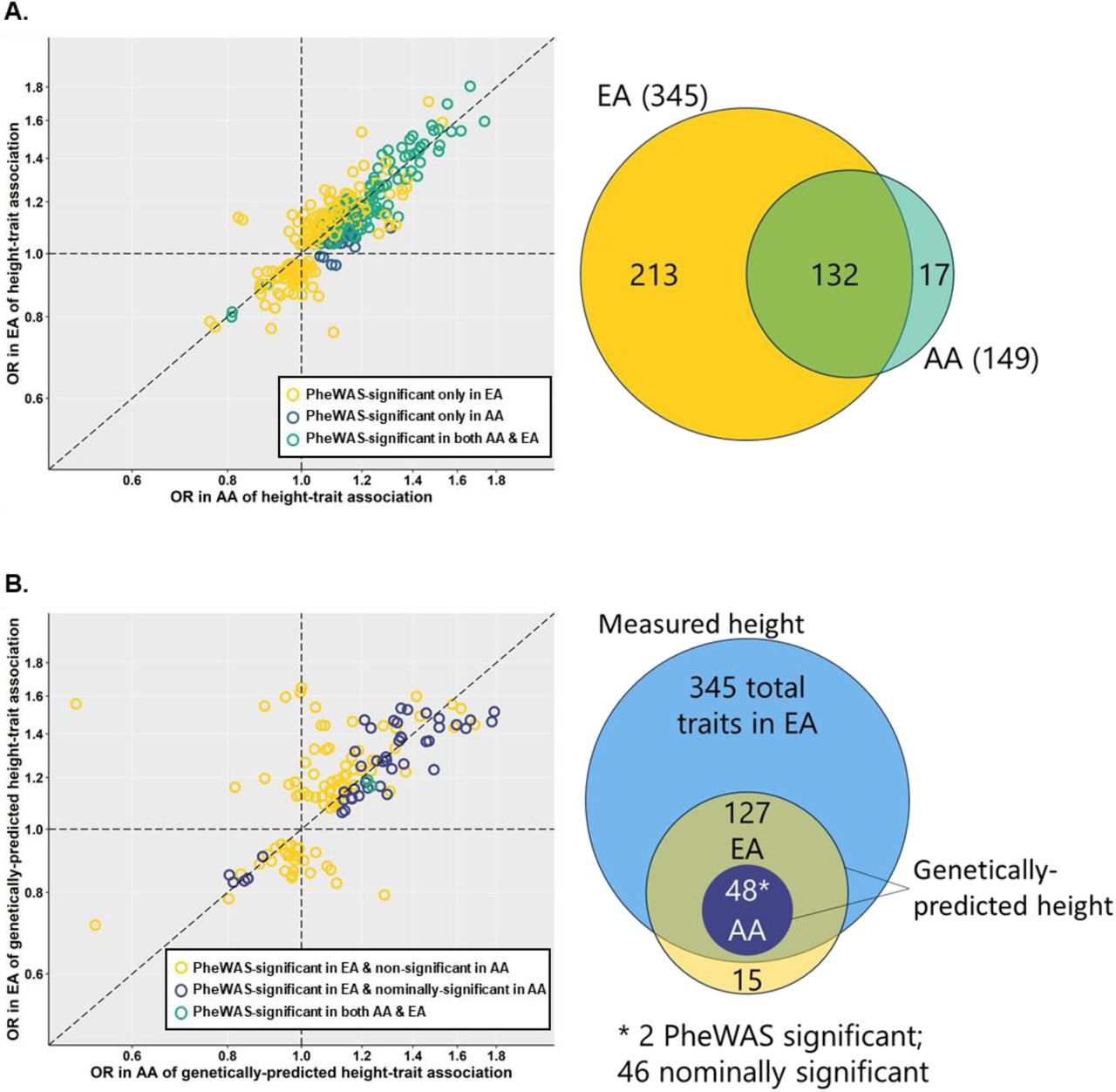 Comparison of number of associations and effect sizes of measured height (A) and genetically-predicted height (B) between non-Hispanic White and non-Hispanic Black individuals.Associations of measured and genetically-predicted height with phecodes represented as odds ratios (OR) in non-Hispanic Black (AA) and non-Hispanic White (EA) MVP participants. Whether associations exceeded phenome-wide significance threshold in either or both race/ethnicity groups indicated by color. Venn diagrams providing pictorial representation of the same comparisons shown to the right of each plot.