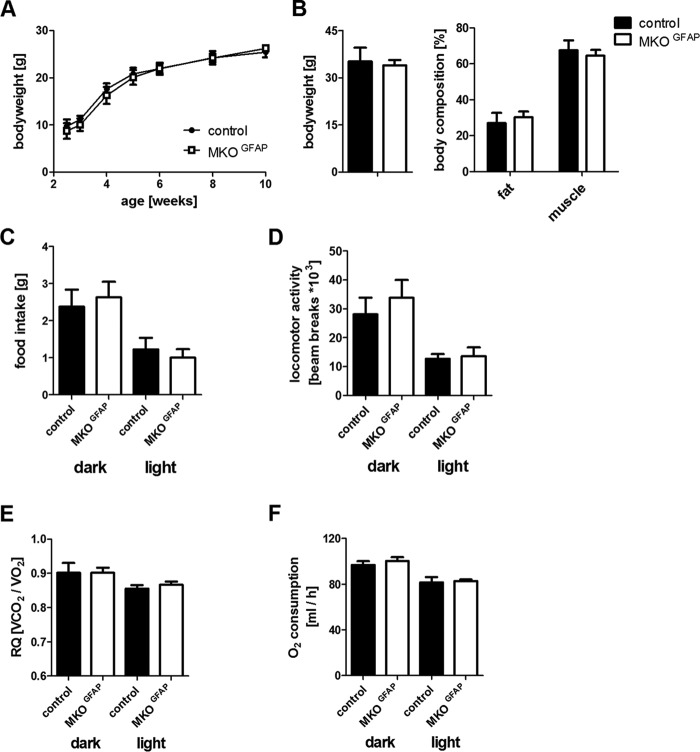 Basic characterization of MKOGFAP mice. A, bodyweight during development. B, bodyweight and body composition of 3-month-old mice. Body composition was analyzed using a NMR Microspectrometer (the minispec, NMR Analyzer, Bruker, Ettlingen, Germany). C, food consumption; D, locomotor activity; E, respiratory quotient; and F, O2 consumption of floxed control and MKOGFAP mice were calculated from a 96 h measurement period in a laboratory animal monitoring system (LabMaster, TSE Systems). Data are presented as means + S.D. (n = 6).