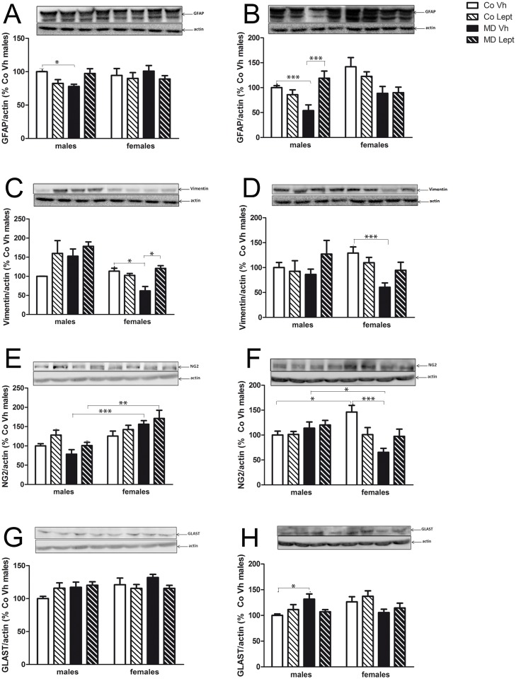 Protein levels in the hippocampus (left column) and frontal cortex (right column) of GFAP (A & B), vimentin (C & D), NG2 (E & F) and GLAST (G & H) in maternally deprived (MD) or control (Co) male and female rats treated with leptin (Lept) or vehicle (Vh) from postnatal day (PND) 9 until PND13 (n = 5–6).Representative western blotting immunoassays of problem protein from tissue homogenates of each brain area are presented above each histogram. Post hoc test: *<0.05, **<0.01, ***<0.005.